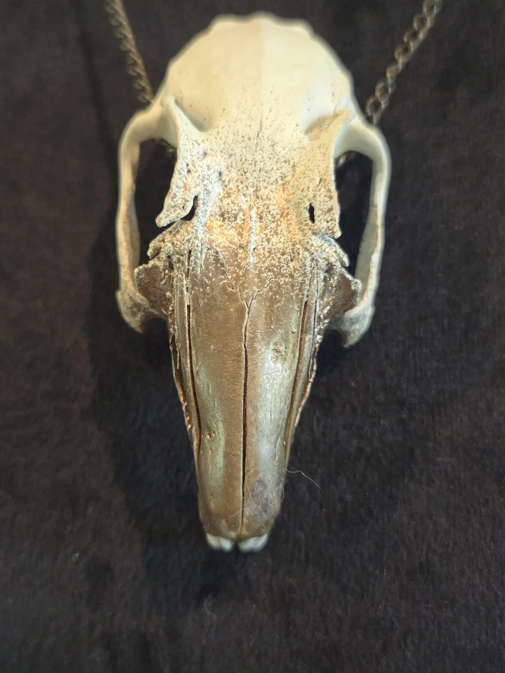 Reptile subcategory classification